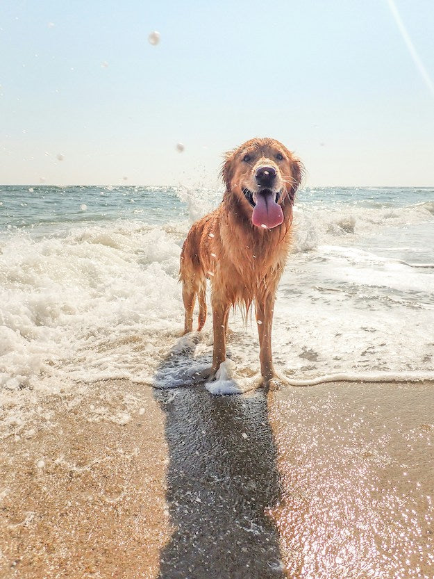 How to Avoid Heatstroke in Dogs and Cats, and What to Do If Your Pet Gets Heatstroke